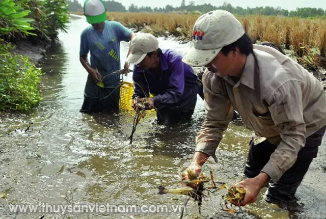 Các nguồn gây ô nhiễm môi trường phổ biến trong nuôi trồng thủy sản