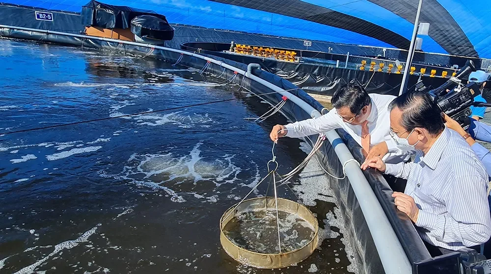 Thức ăn thừa và chất thải của vật nuôi