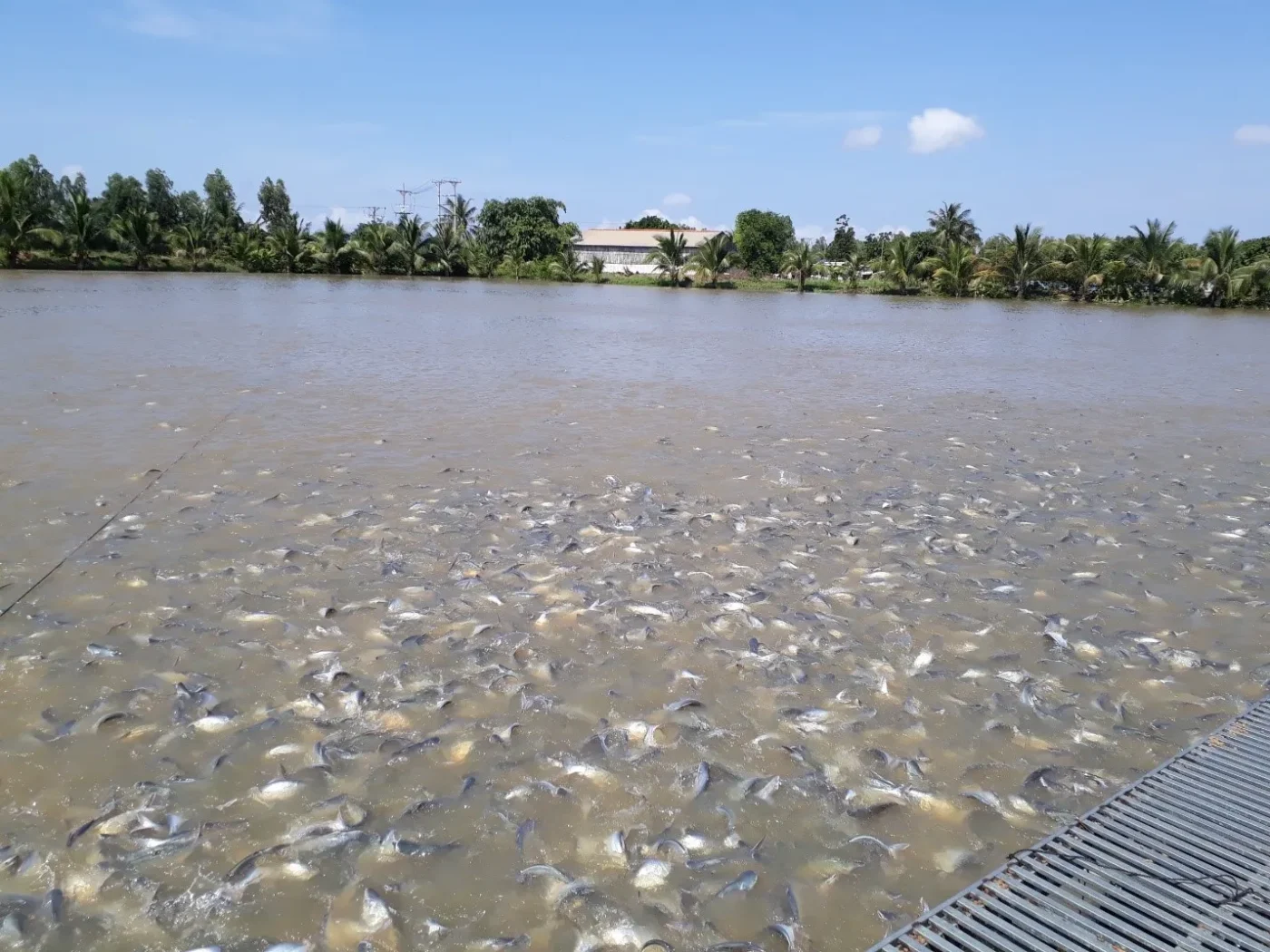 Sử dụng thuốc và hóa chất không đúng cách