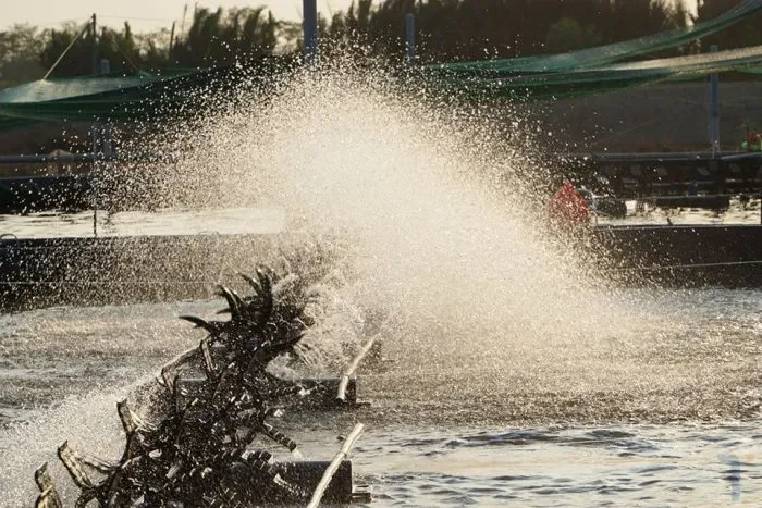 Các phương pháp kiểm tra và đo lường khí độc trong ao nuôi