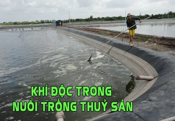 Tác hại của khí độc đối với cá nuôi