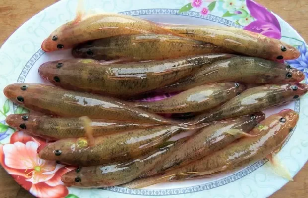 Cách nuôi cá bống cát đạt hiệu quả kinh tế