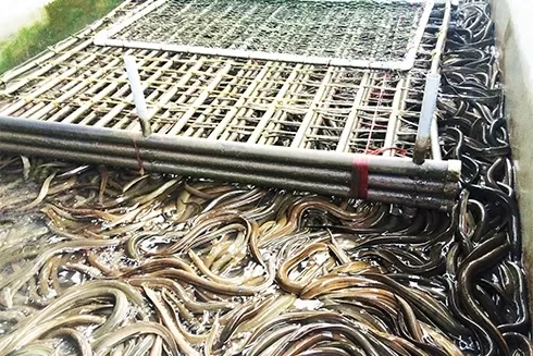 Dễ dàng quản lý và chăm sóc