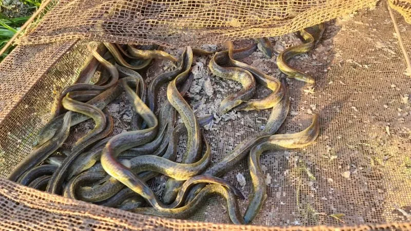Tiêu chí chọn giống khỏe mạnh